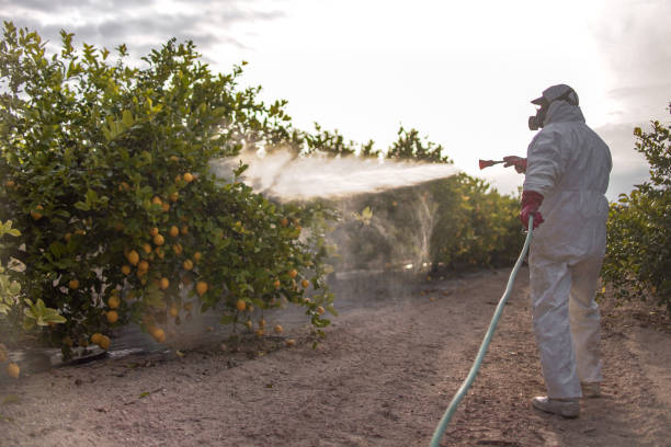 Best Wasp Removal Services  in White Pine, TN