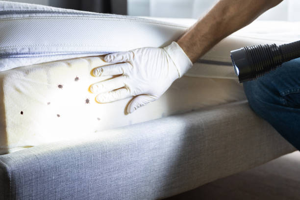 Best Ant Control Services  in White Pine, TN