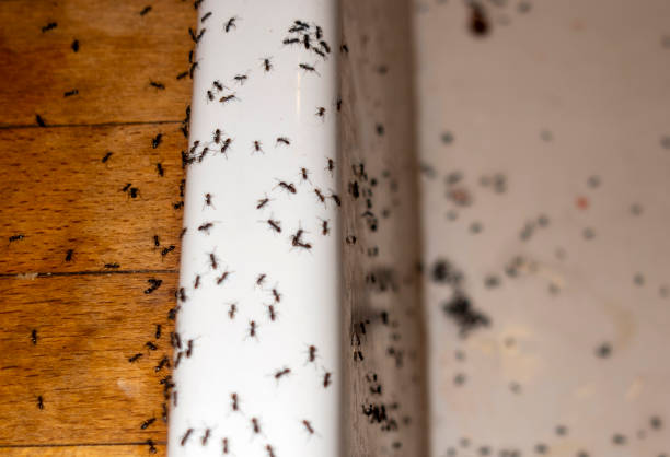 Best Best Pest Control Companies  in White Pine, TN