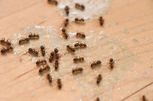 Best Exterminator Services  in White Pine, TN
