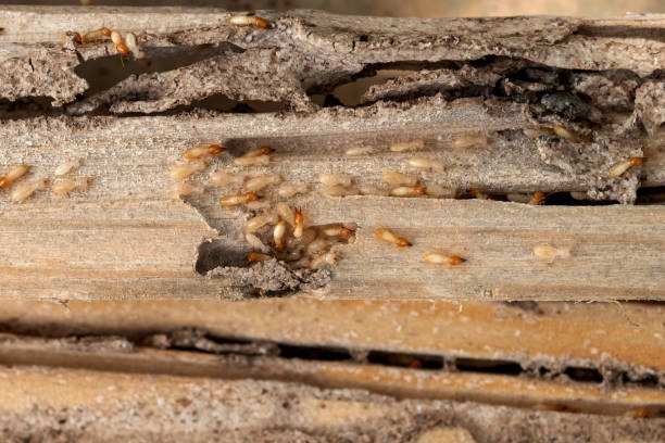 Best Cockroach Control Services  in White Pine, TN