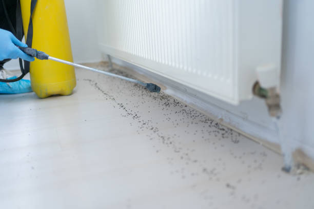Best Pest Removal Services  in White Pine, TN